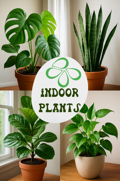 Indoor Living