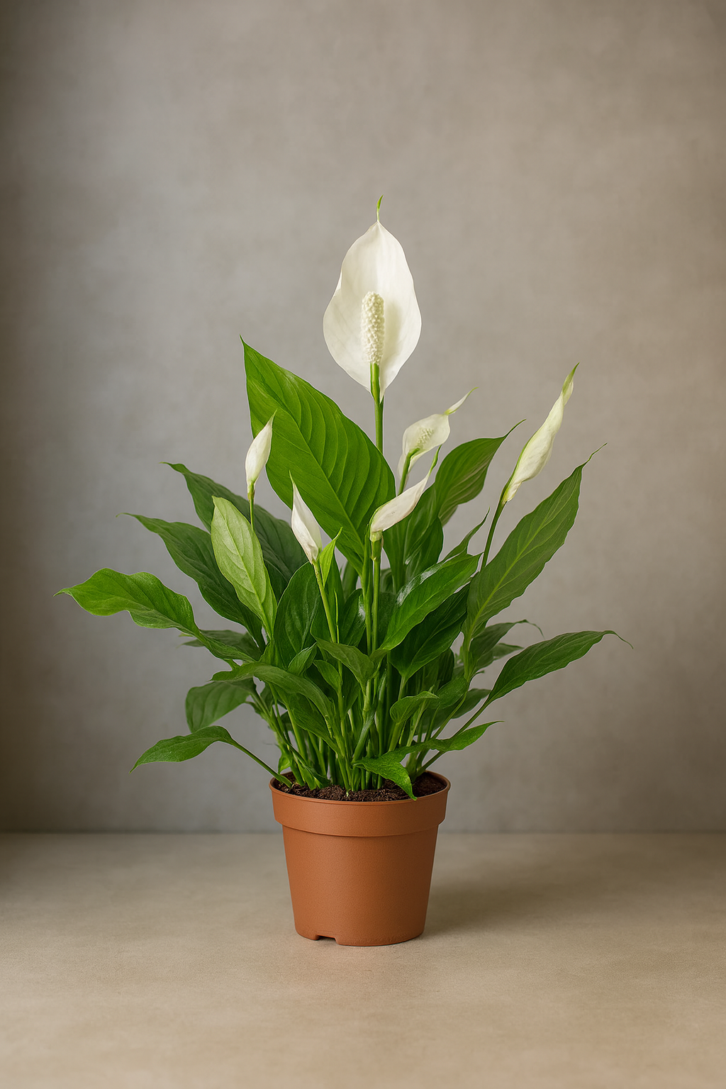Peace Lily (Spathiphyllum)
