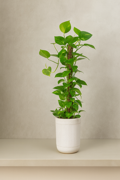 Money Plant (Epipremnum aureum)