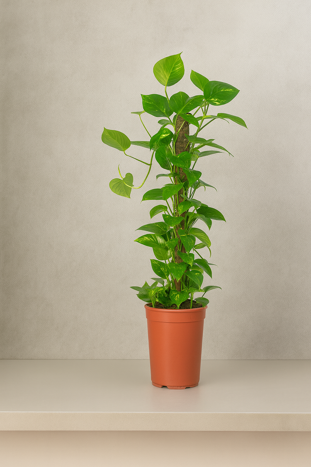 Money Plant (Epipremnum aureum)