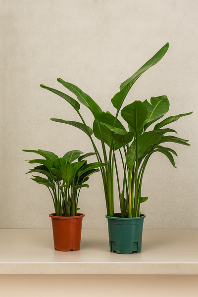 Bird of Paradise (Strelitzia Reginae)