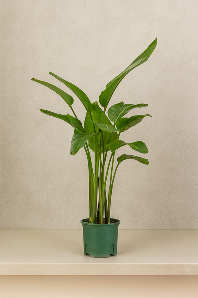 Bird of Paradise (Strelitzia Reginae)