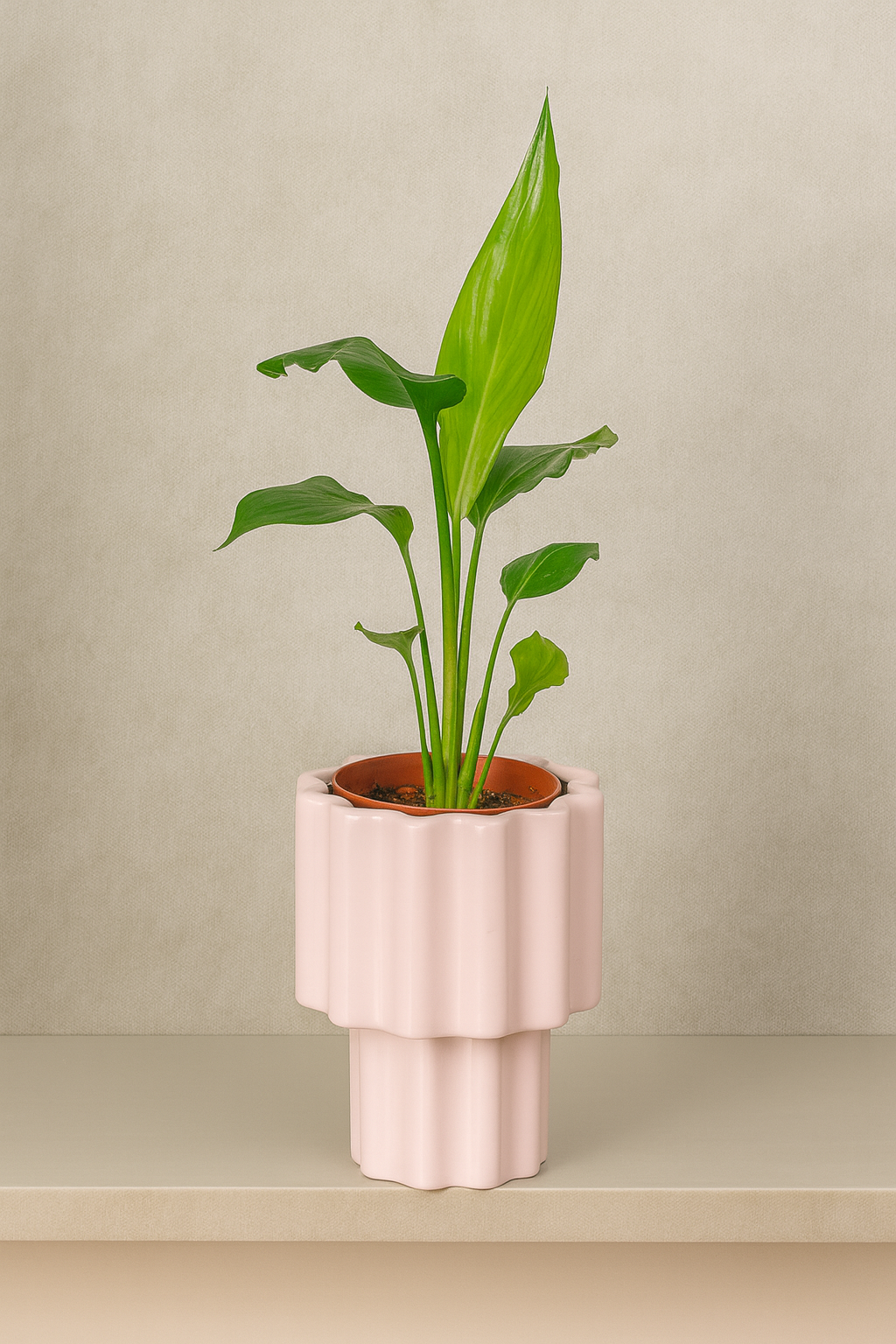 Bird of Paradise (Strelitzia Reginae)