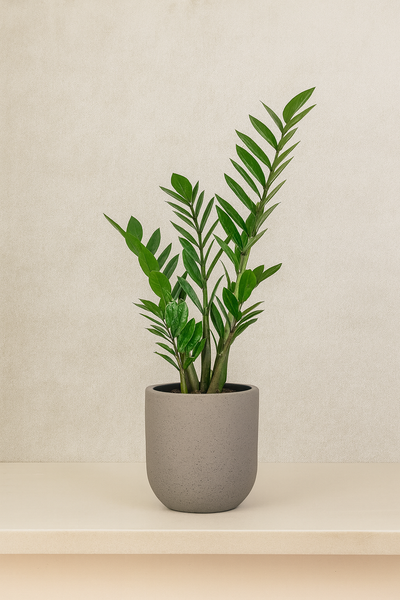 ZZ Plant (Zamioculcas)