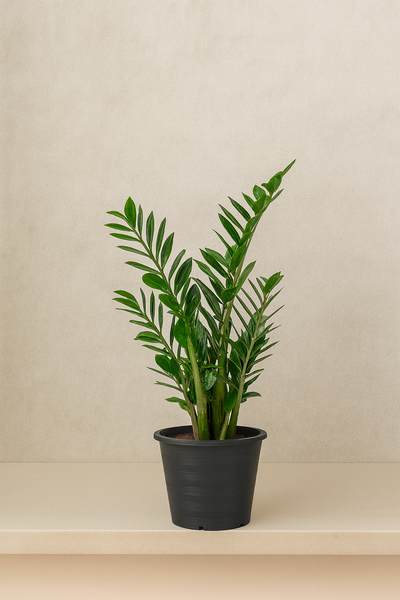 ZZ Plant (Zamioculcas)