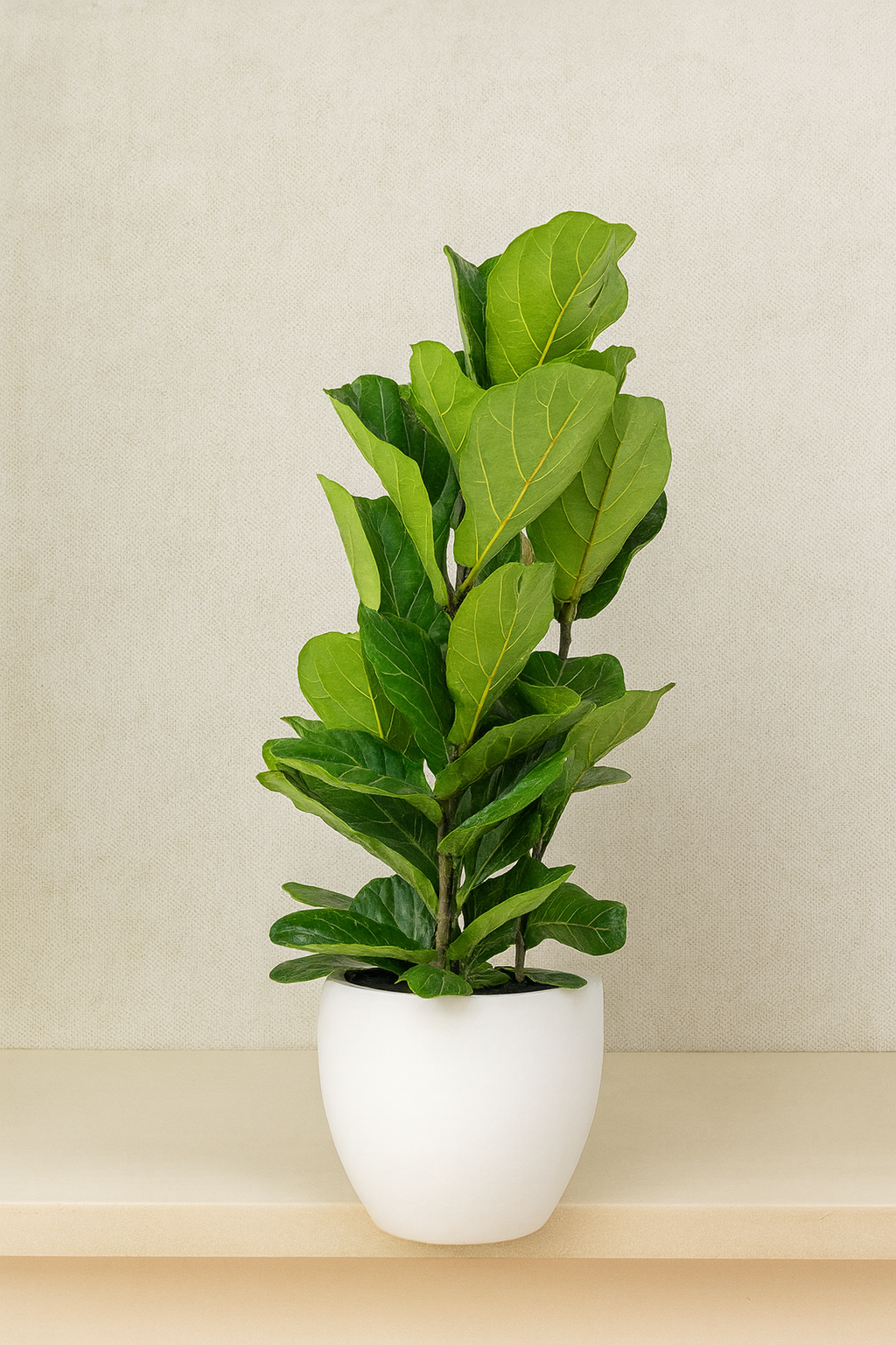Fiddle Leaf Plant (Ficus Lyrata)