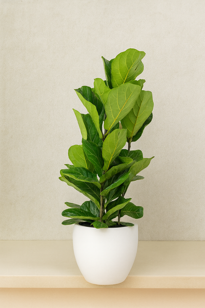 Fiddle Leaf Plant (Ficus Lyrata)