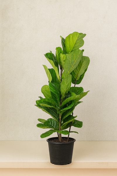 Fiddle Leaf Plant (Ficus Lyrata)
