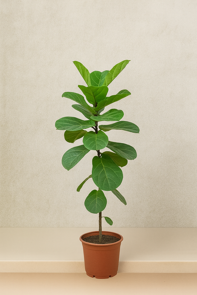 Fiddle Leaf Plant (Ficus Lyrata)