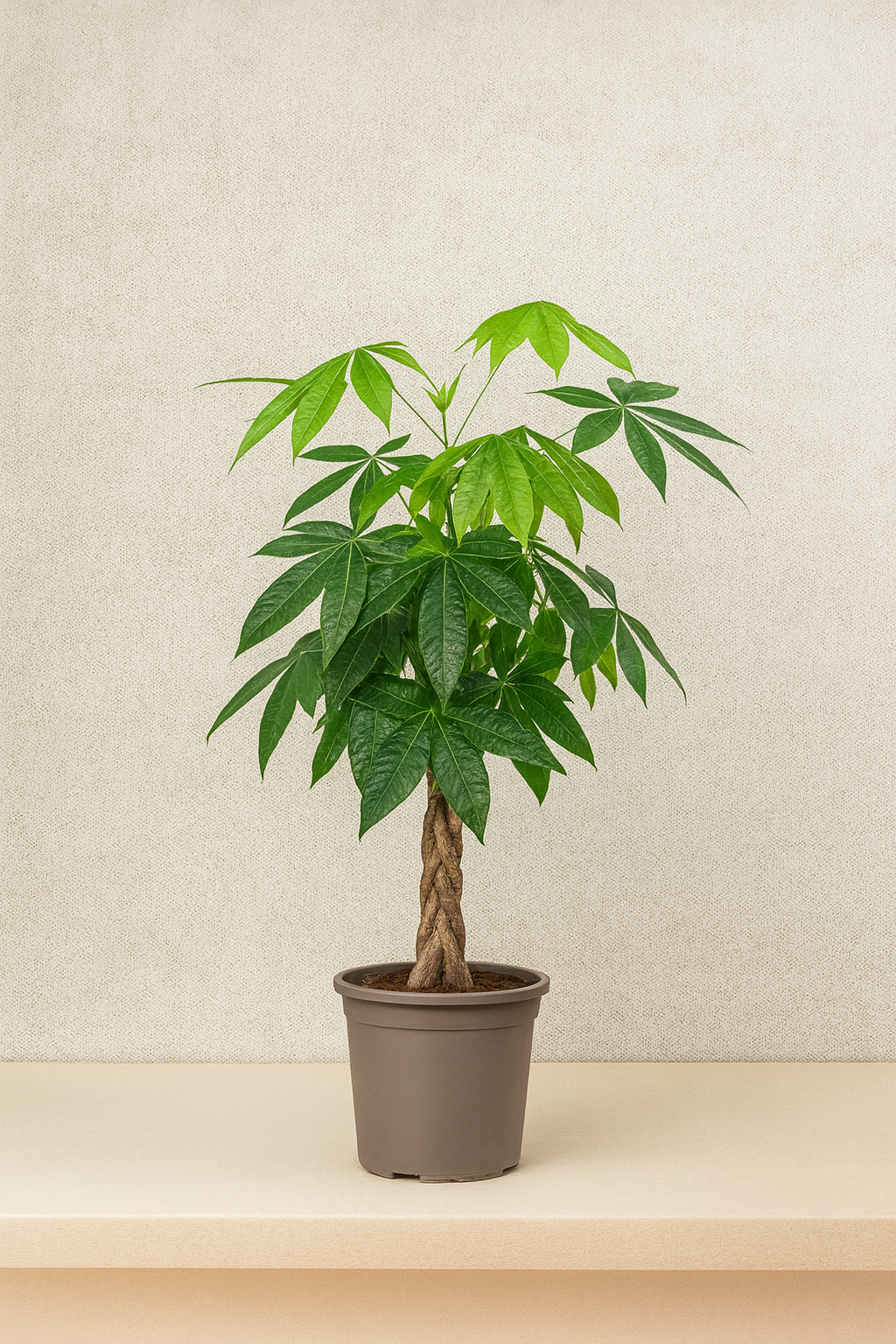 Money Tree (Pachira Aquatica)