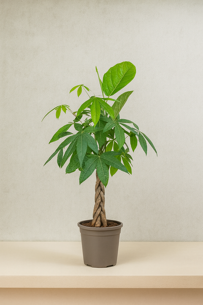 Money Tree (Pachira Aquatica)