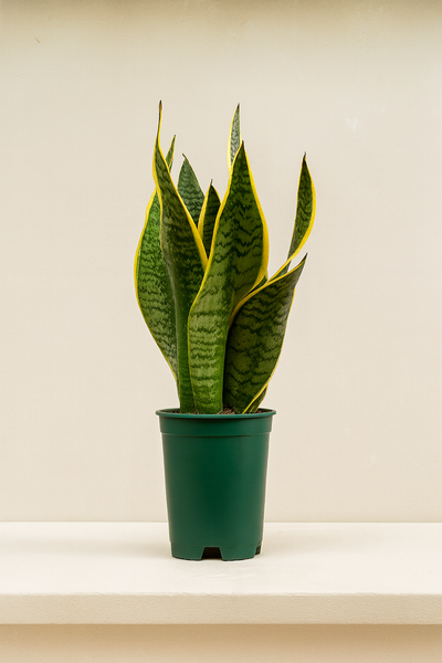 Snake Plant (Sansevieria Trifasciata)