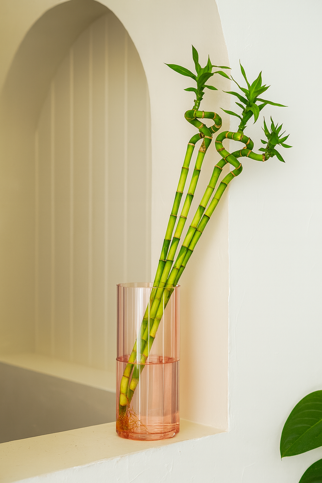 Lucky Bamboo Stick (Dracaena Braunii)