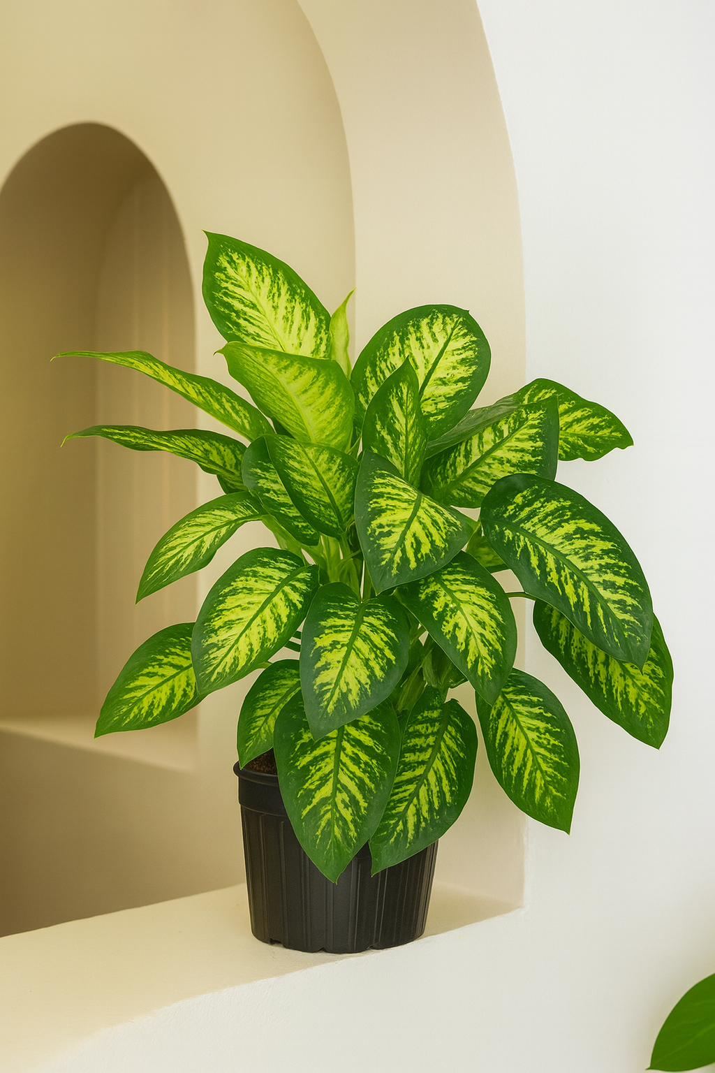 Dieffenbachia Tropic Snow
