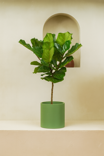 Fiddle Leaf Tree (Ficus Lyrata)