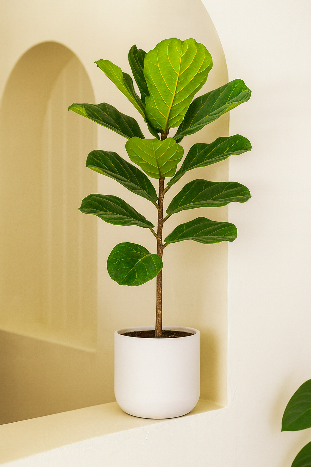 Fiddle Leaf Tree (Ficus Lyrata)
