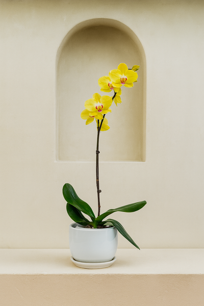 Orchid (Phalaenopsis)