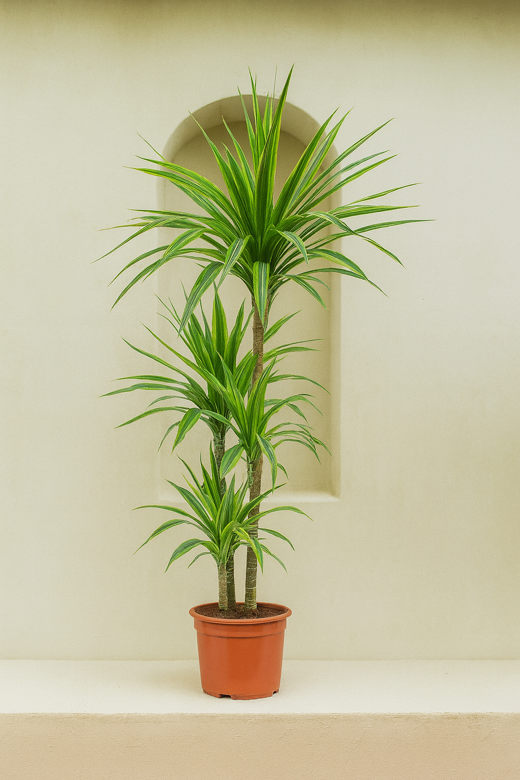 Dracaena Lemon Lime
