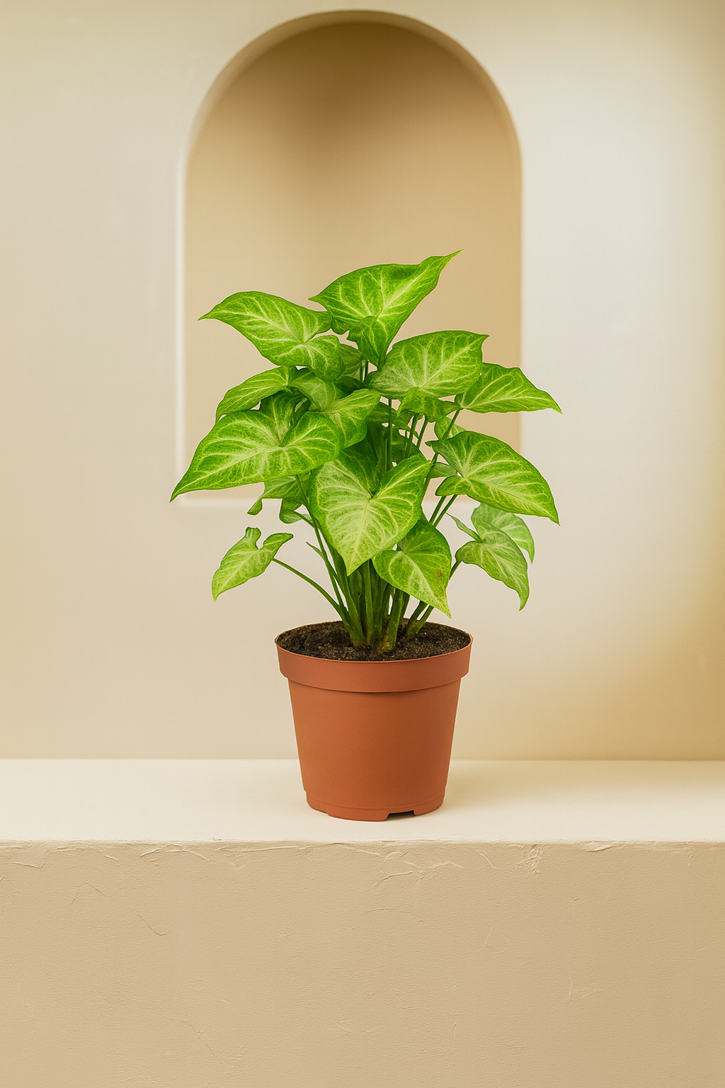 Arrowhead Plant (Syngonium Pixie)