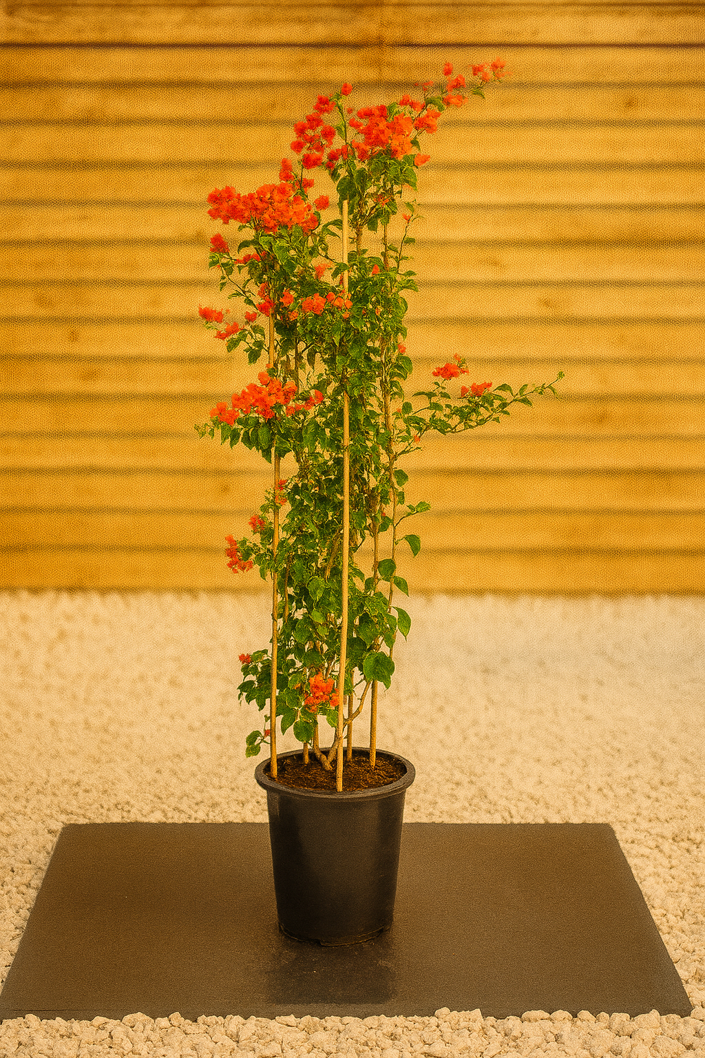 Bougainvillea (Bougainvillea Glabra)