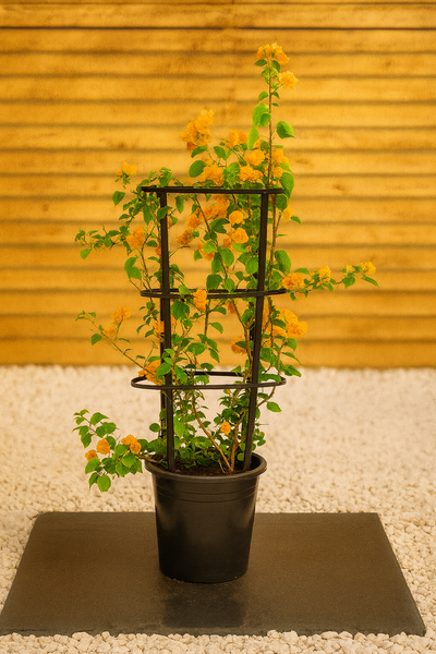 Bougainvillea (Bougainvillea Glabra)