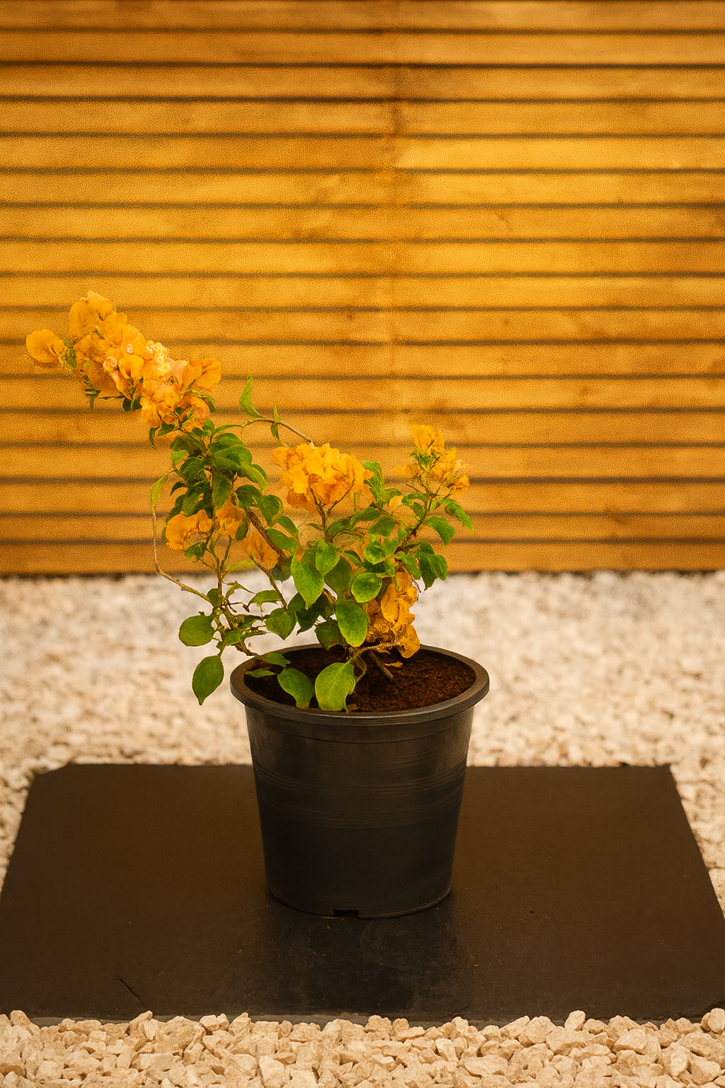 Bougainvillea (Bougainvillea Glabra)