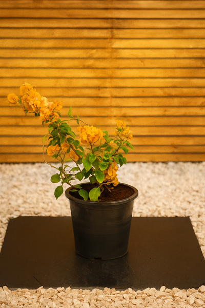 Bougainvillea (Bougainvillea Glabra)