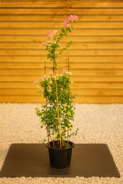 Bougainvillea (Bougainvillea Glabra)