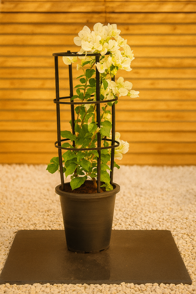 Bougainvillea (Bougainvillea Glabra)