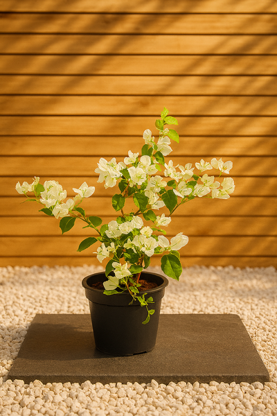 Bougainvillea (Bougainvillea Glabra)