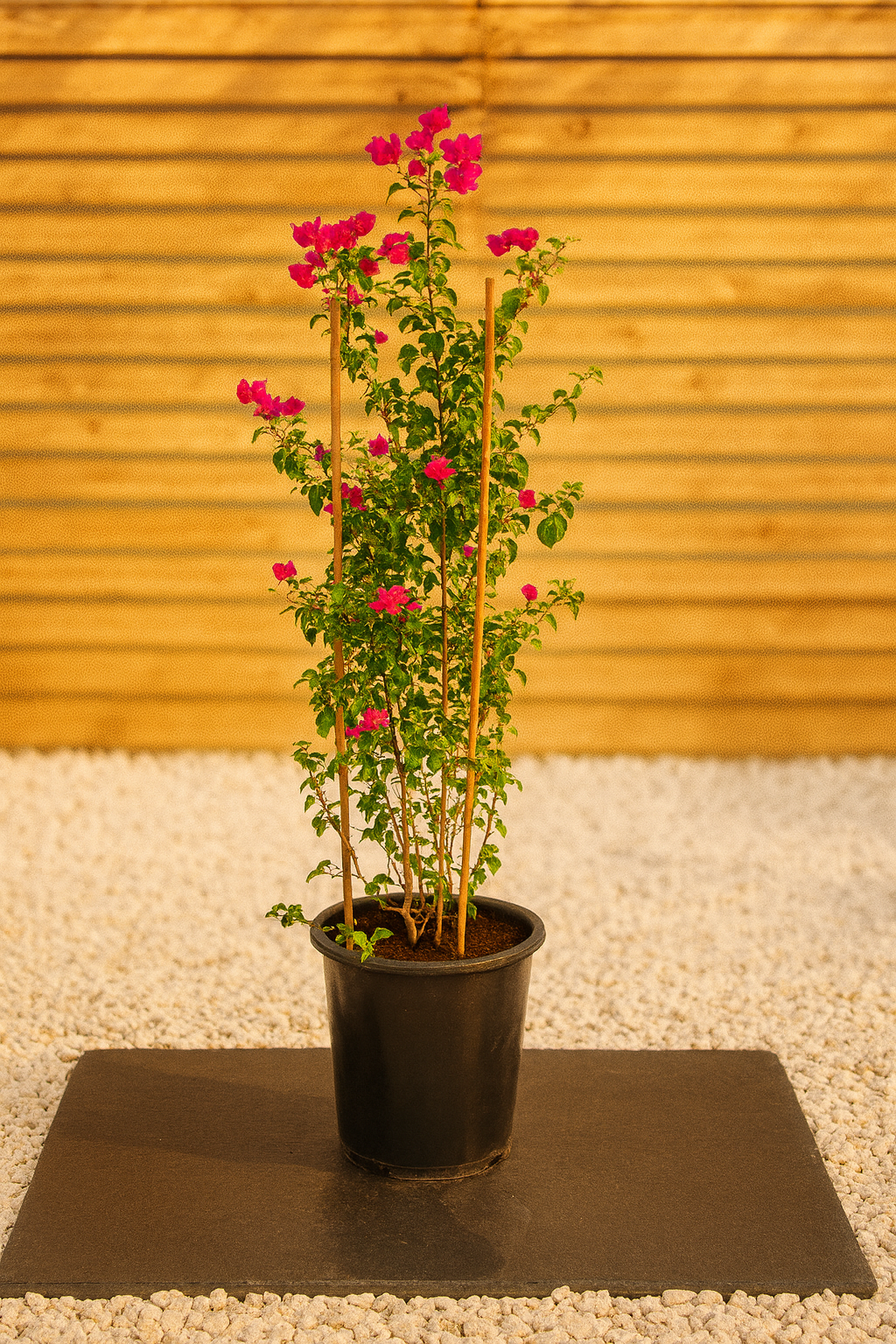 Bougainvillea (Bougainvillea Glabra)