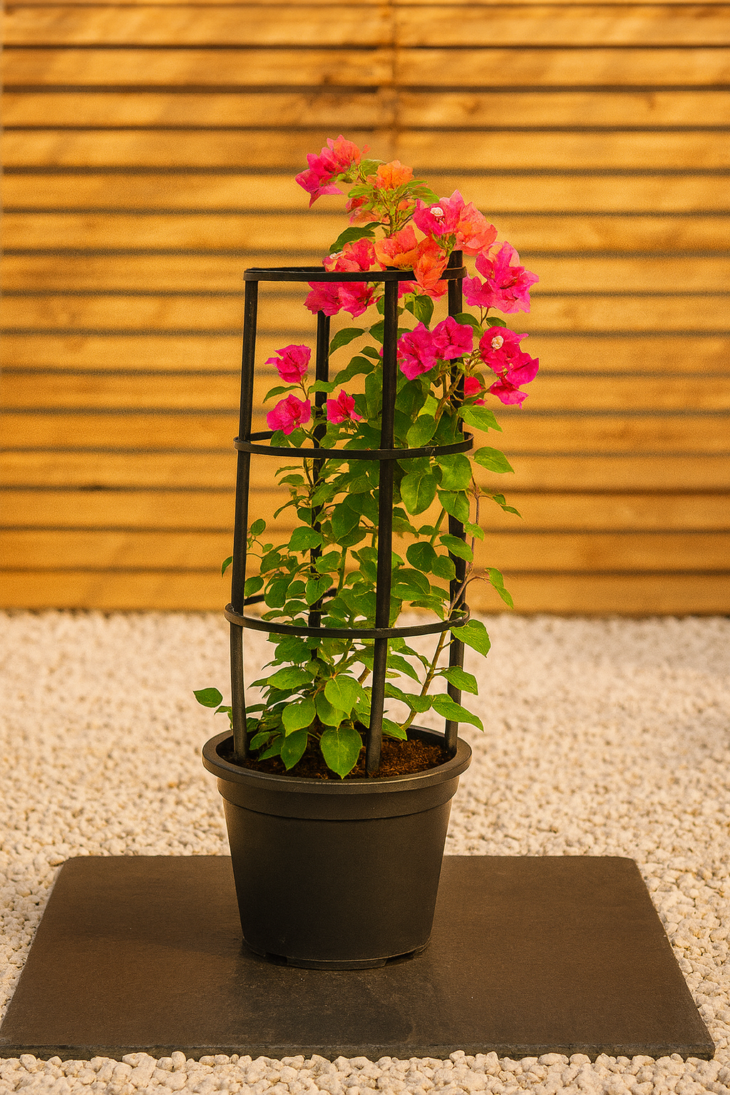 Bougainvillea (Bougainvillea Glabra)