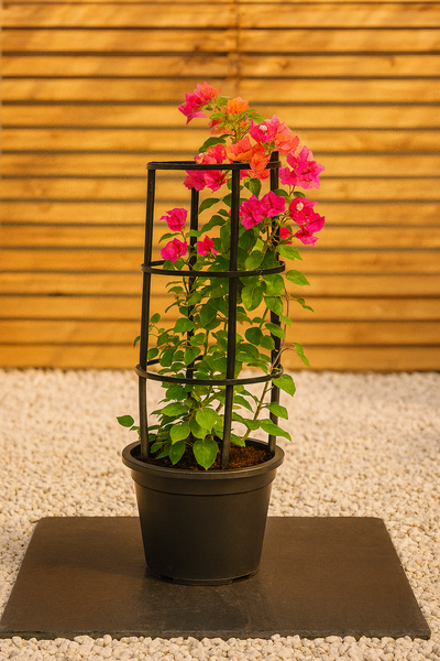 Bougainvillea (Bougainvillea Glabra)