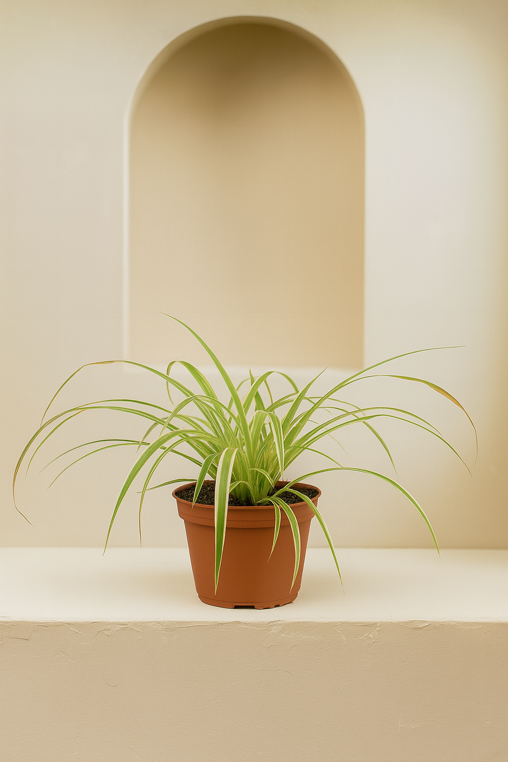 Spider Plant (Chlorophytum Variegatum)