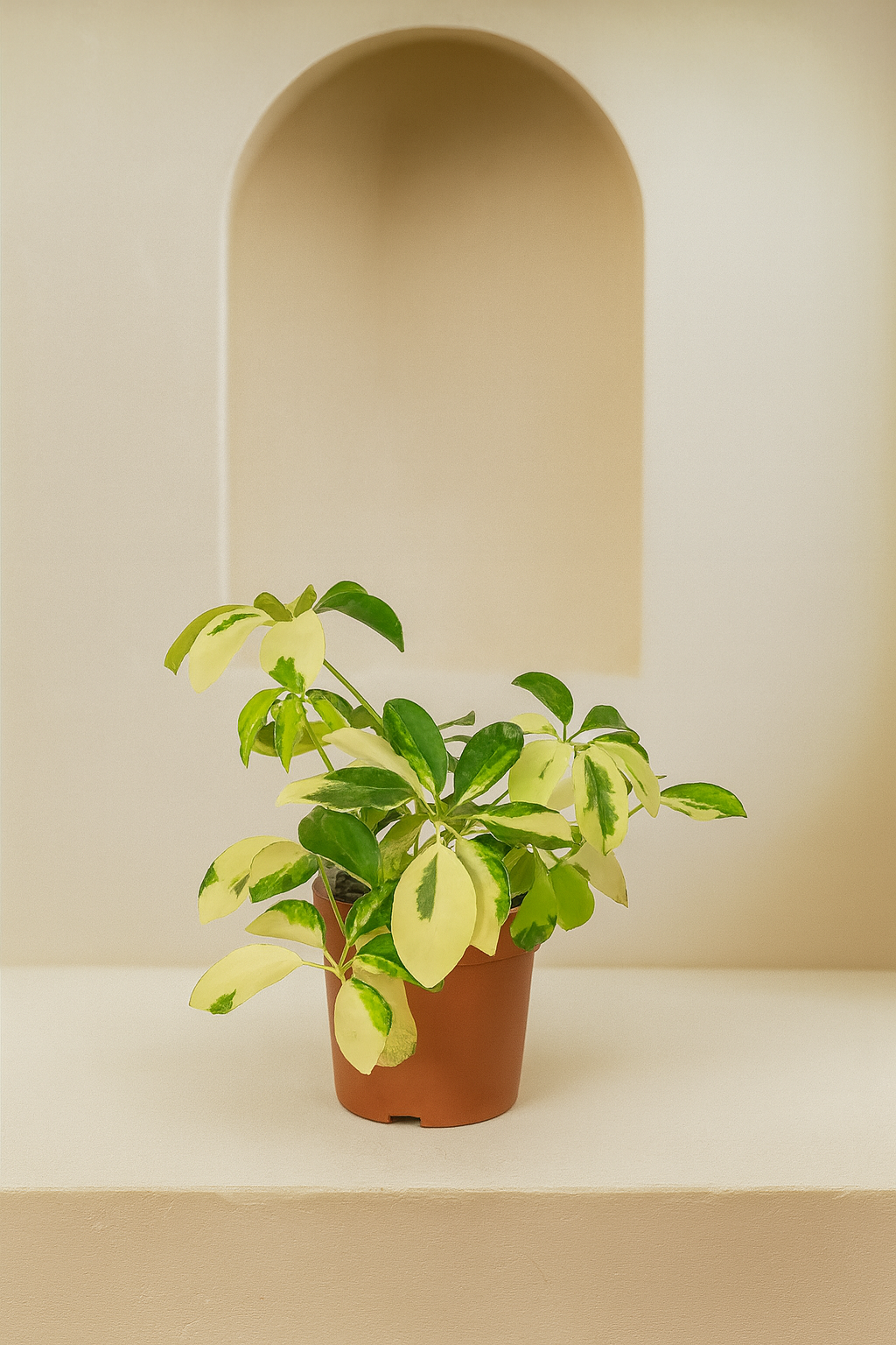 Variegated Umbrella Plant (Schefflera Gold Capella)