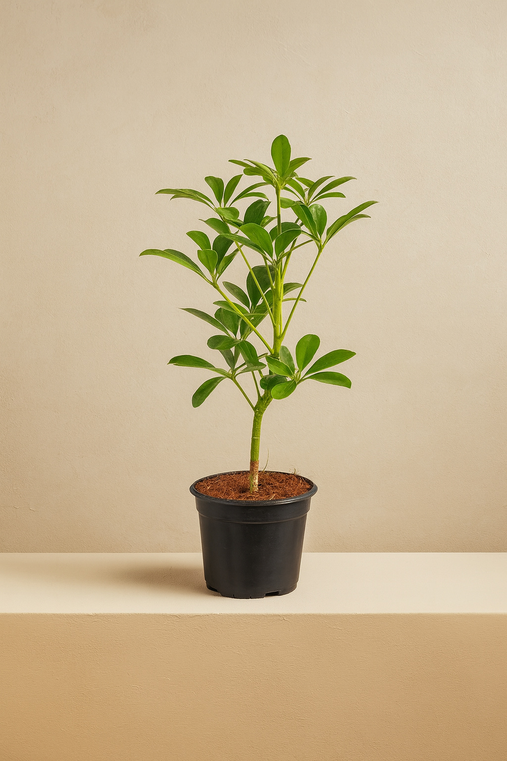 Umbrella Plant (Schefflera Arboricola)