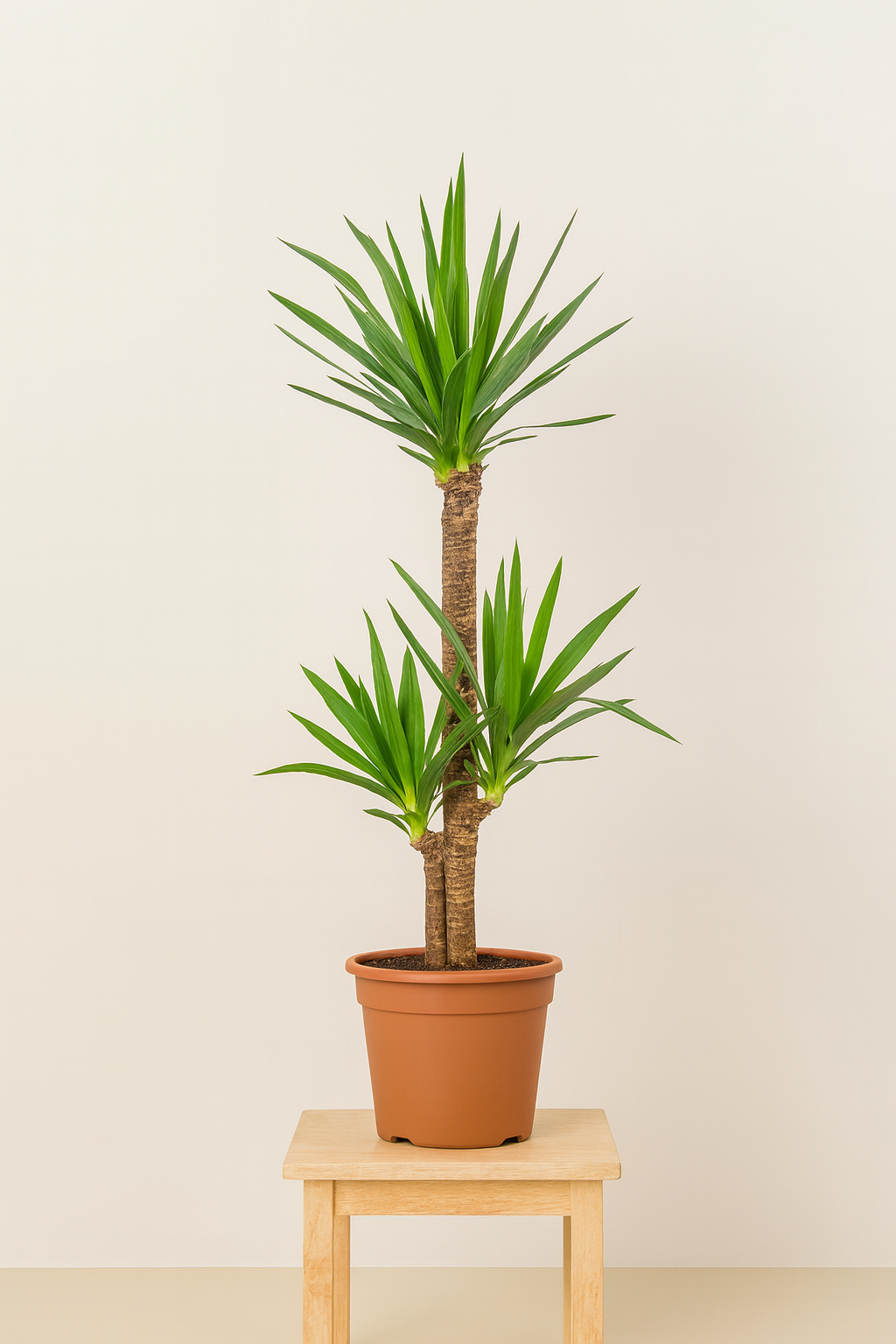 Yucca (Yucca Elephantipes)