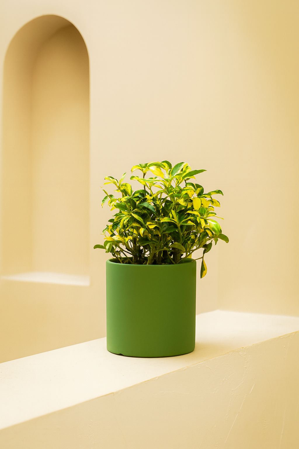 Umbrella Plant (Schefflera Arboricola)