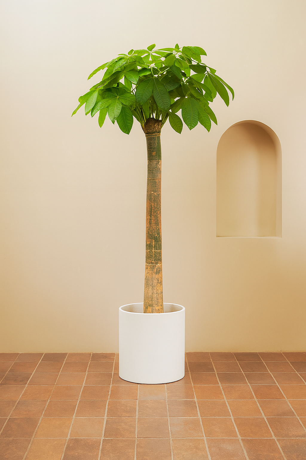 Thick Trunk Money Tree (Pachira aquatica)