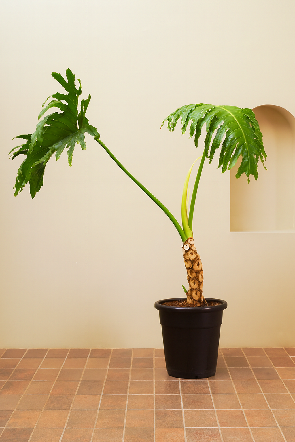 Tree Philodendron (Philodendron selloum)