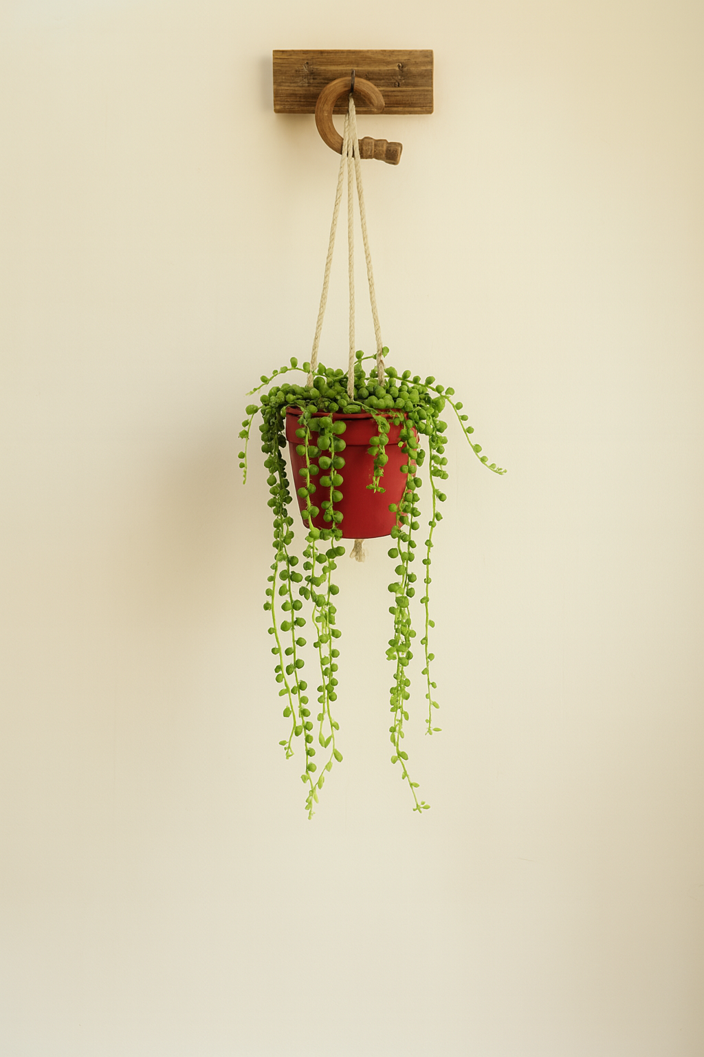 String of Pearls (Senecio rowleyanus)