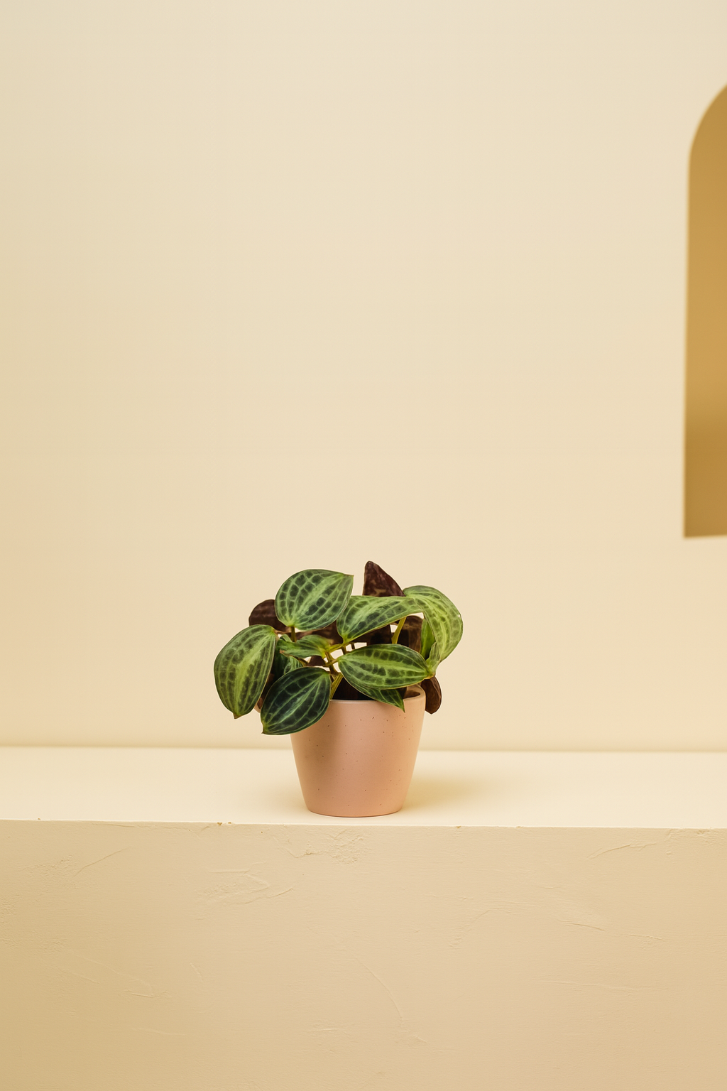 Seersucker Plant (Geogenanthus poeppigii)