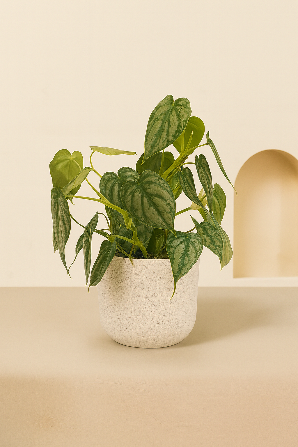 Silver Leaf Philodendron (Philodendron brandtianum)