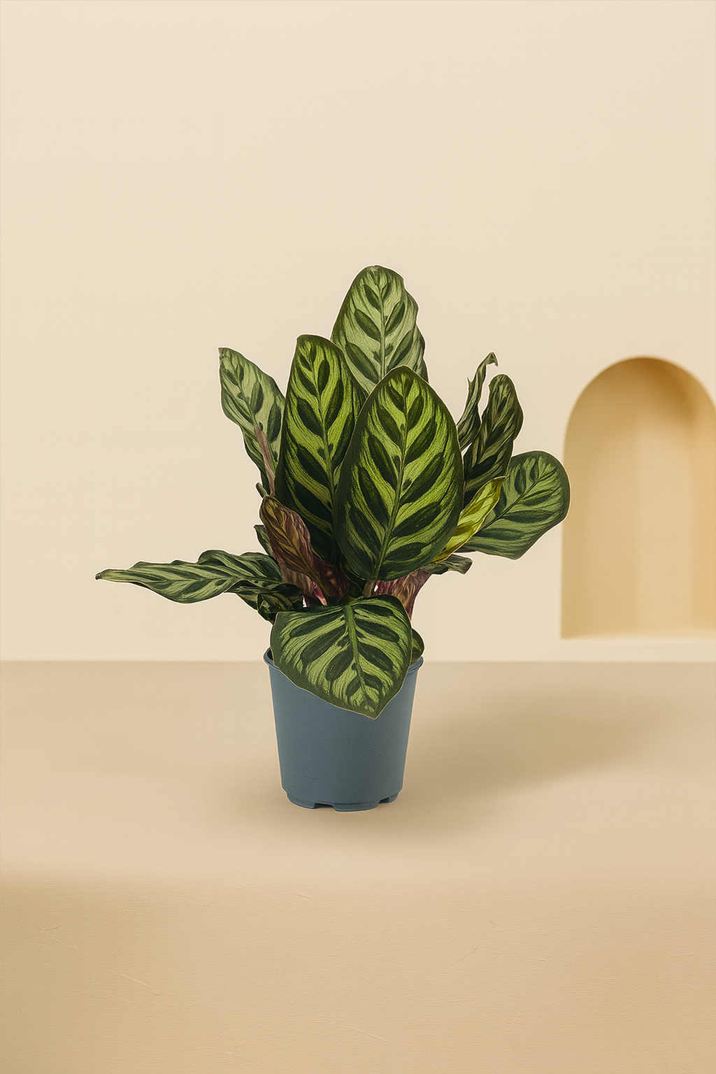Peacock Plant (Calathea makoyana)