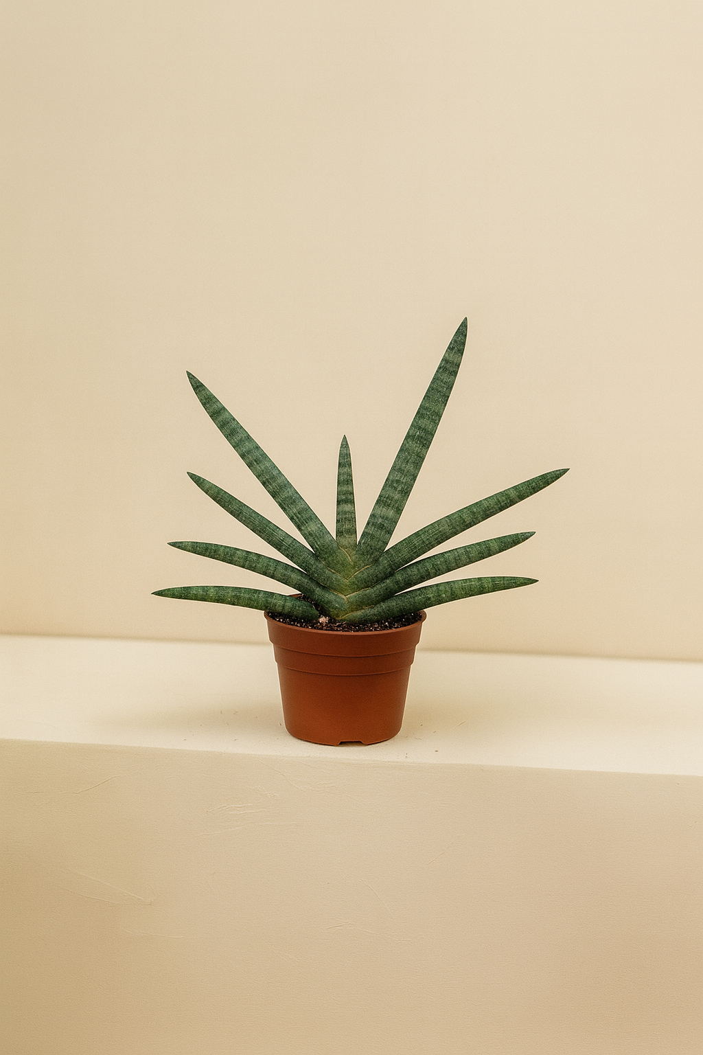 Starfish Sansevieria (Sansevieria cylindrica ‘Starfish’)