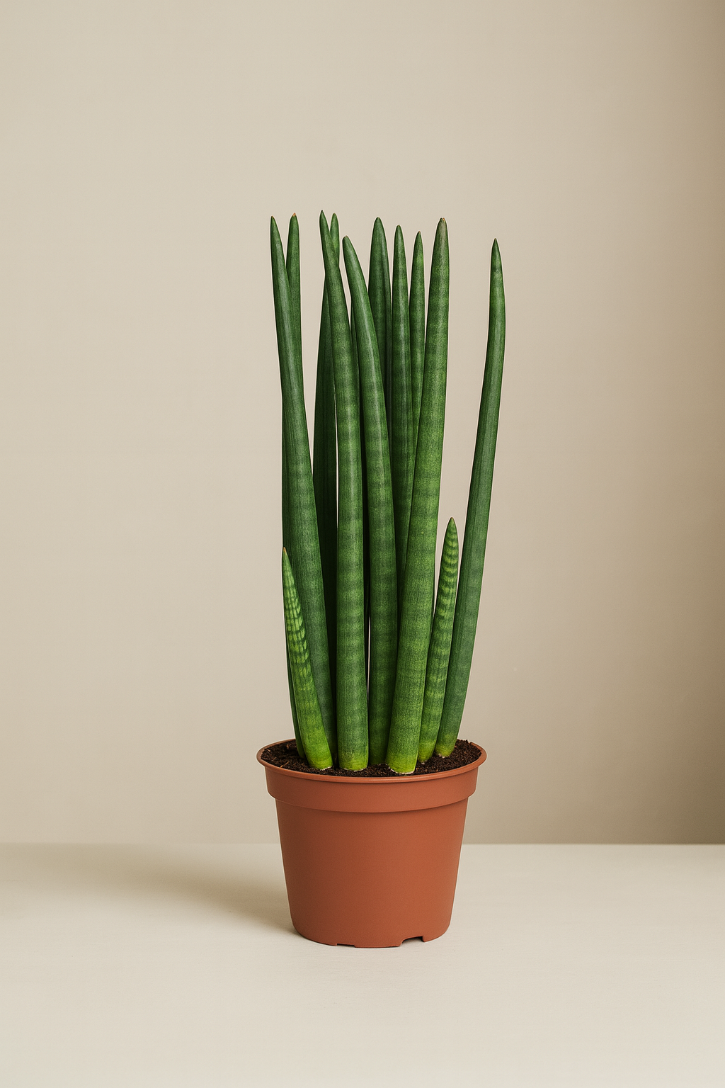 Snake Plant Cylindrica (Sansevieria Cylindrica)