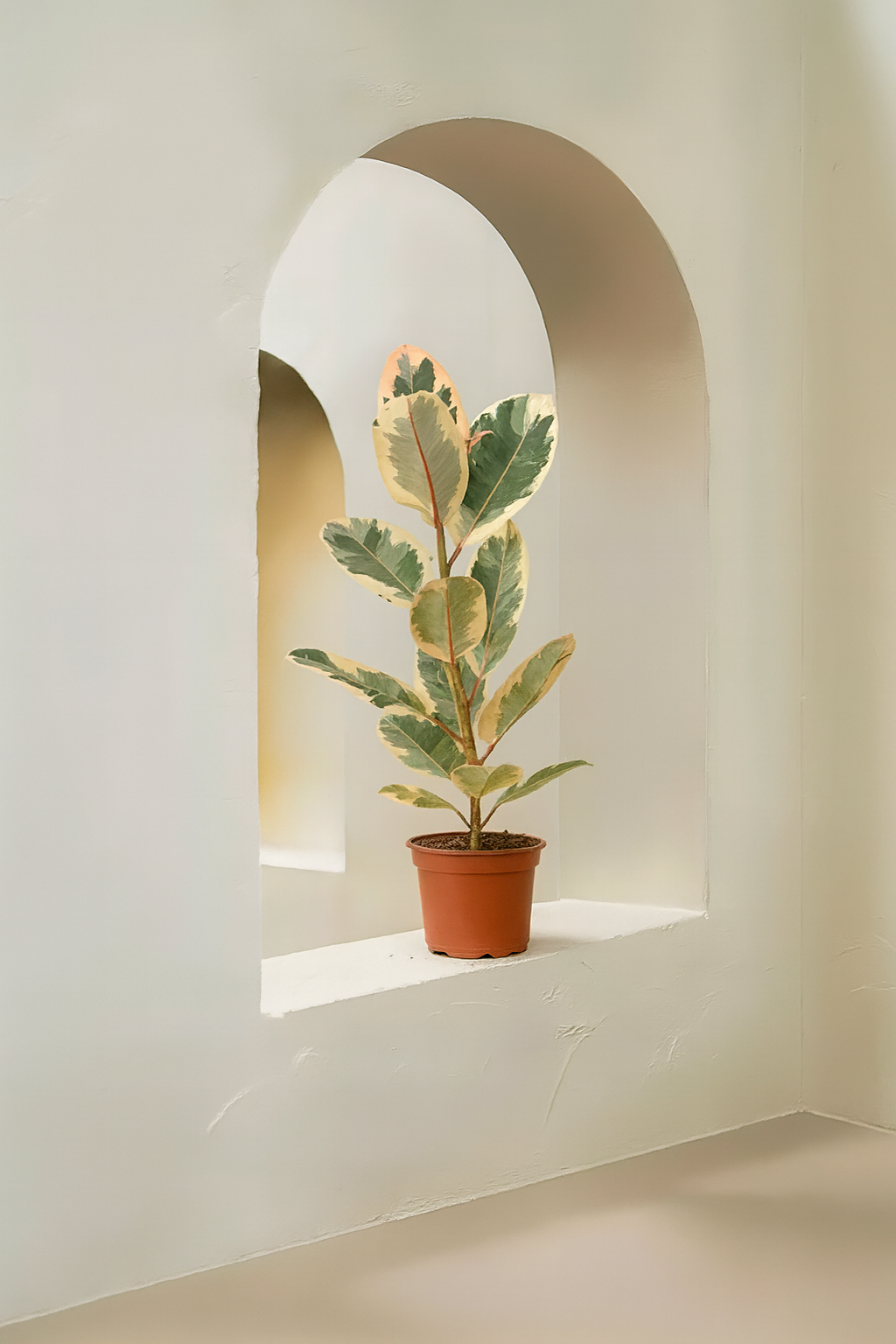 Variegated Rubber Plant (Ficus Robusta Variegata)