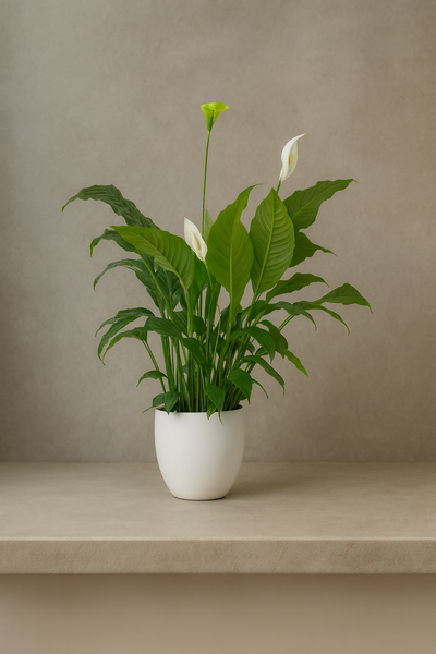 Peace Lily (Spathiphyllum)