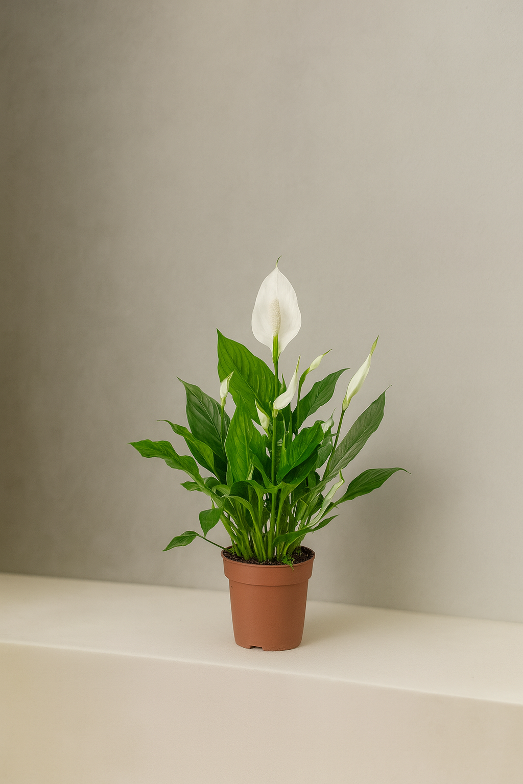 Peace Lily (Spathiphyllum)