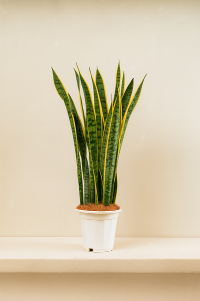 Snake Plant (Sansevieria Trifasciata)